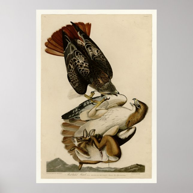 Affiche Buse à queue rouge (Devant)