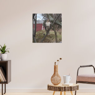 Affiche Buse à queue rousse dans l'arbre
