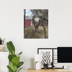 Affiche Buse à queue rousse dans l'arbre