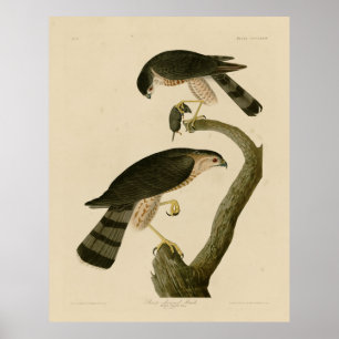 Affiche Buse à tête blanche des oiseaux d'Amérique d'Audub