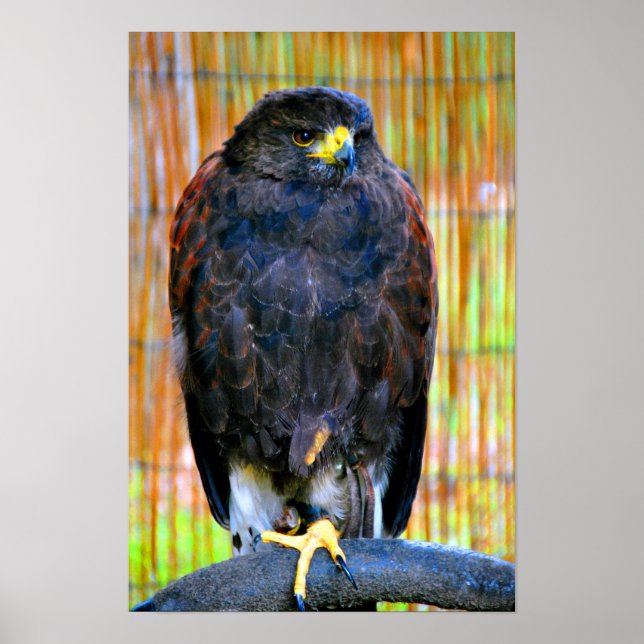 Affiche Buse de Harris Oiseau de proie (Devant)