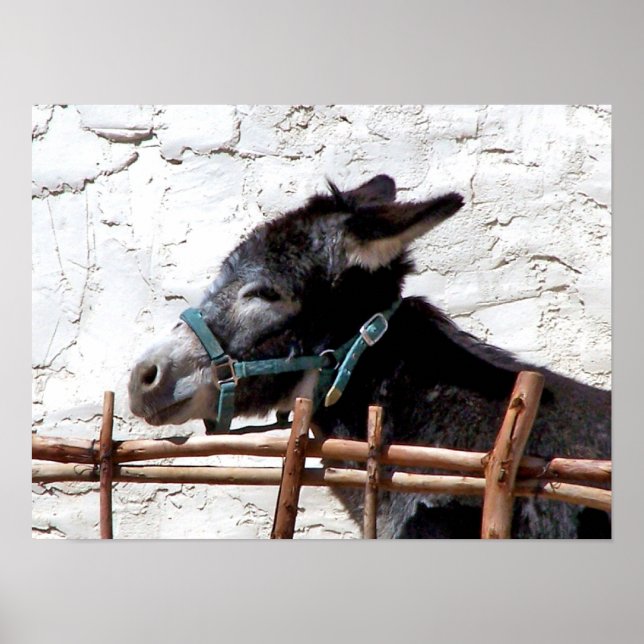 Affiche Bush (Devant)