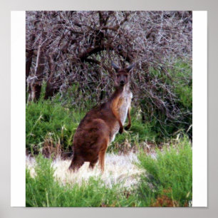 Affiche Bush Kangaroo Print