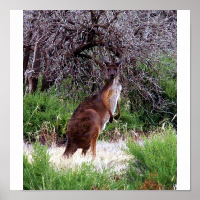 Affiche Bush Kangaroo Print (Devant)