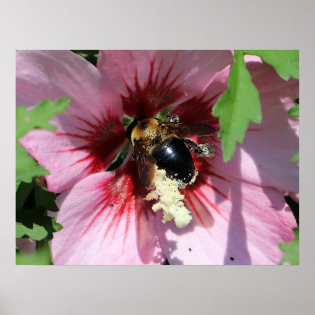 Affiche Busy Be Collection Pollen in a Hibiscus  (Devant)