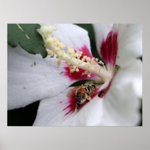 Affiche Busy Bee Hibiscus Pollen Party