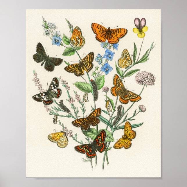 Affiche Butterflies and Flowers Vintage Illustration 1 (Devant)