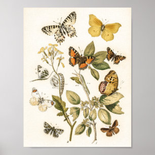 Affiche  Butterflies and Moths by William Forsell Kirby 