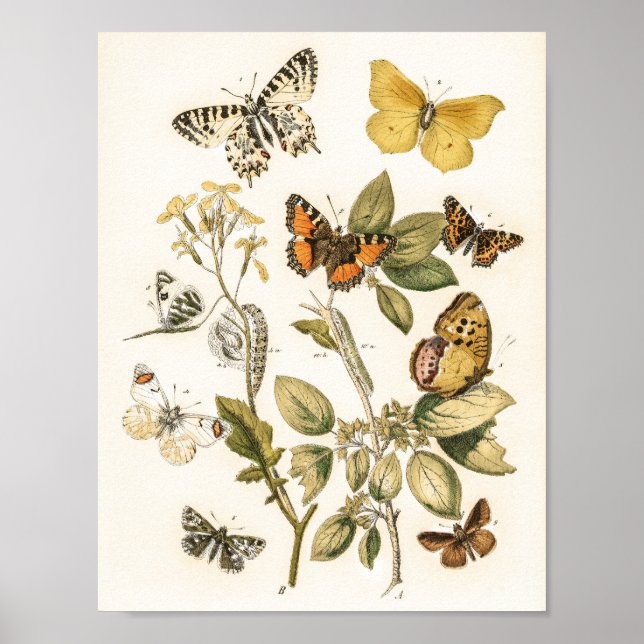 Affiche  Butterflies and Moths by William Forsell Kirby  (Devant)