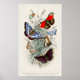 Affiche Butterflies vintage art