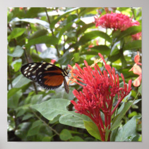 affiche butterfly1