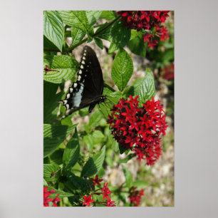 Affiche Butterfly Garden