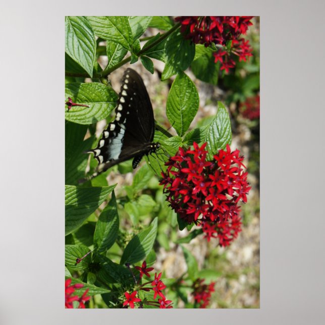 Affiche Butterfly Garden (Devant)