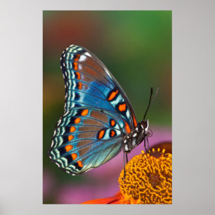 Affiche Butterfly profile on a flower