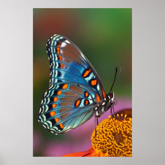 Affiche Butterfly profile on a flower (Devant)