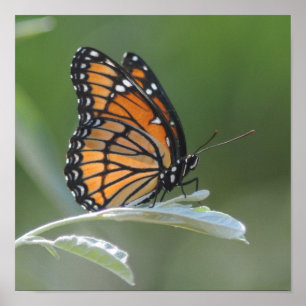 Affiche Butterfly resting On A Leaf