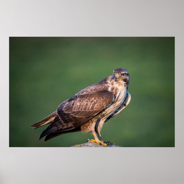 Affiche Buzzard (Devant)