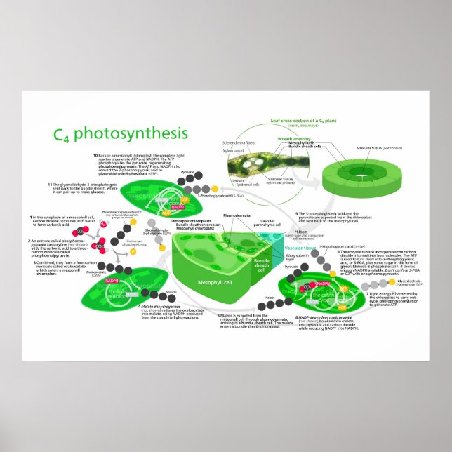 Affiche C4 Photosynthesis Diagram Leaf Plant (Devant)