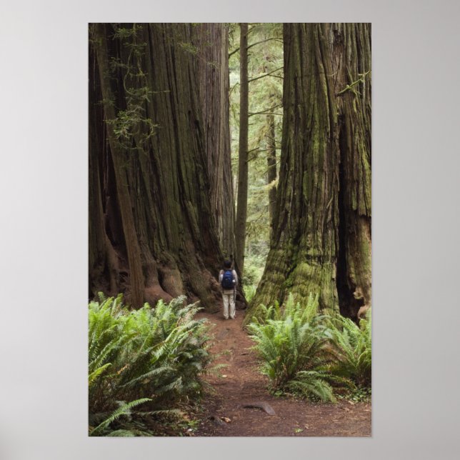 Affiche CA, Jedediah Smith Redwoods State Park, (Devant)