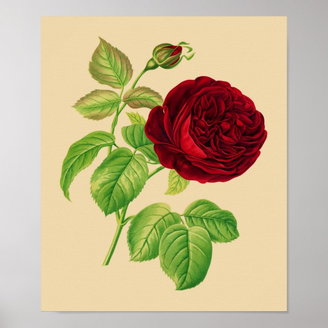 Affiche Cabbage Rose (Devant)
