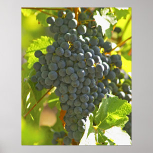 Affiche Cabernet Sauvignon grape bunch in the Chateau