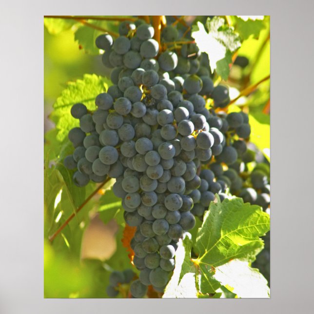 Affiche Cabernet Sauvignon grape bunch in the Chateau (Devant)