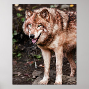 Affiche Cabine Loup Rouge Style Moderne Photo