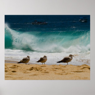 Affiche Cabo Seagull 2