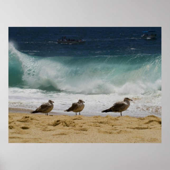 Affiche Cabo Seagull 2 (Devant)