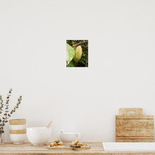Affiche cabosse de cacao