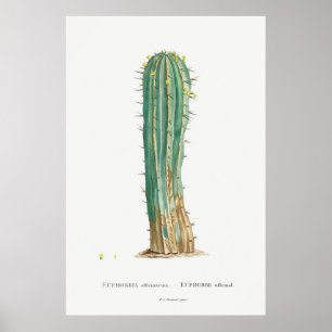 Affiche Cacti vintage illustration plant print