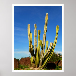 Affiche Cactus