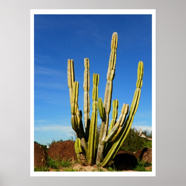 Affiche Cactus (Devant)