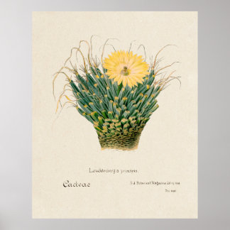Affiche Cactus