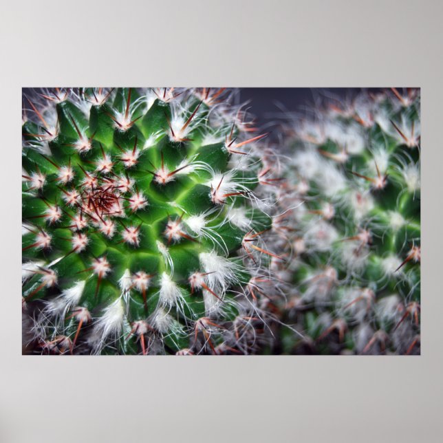 Affiche cactus (Devant)