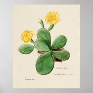 Affiche Cactus 2