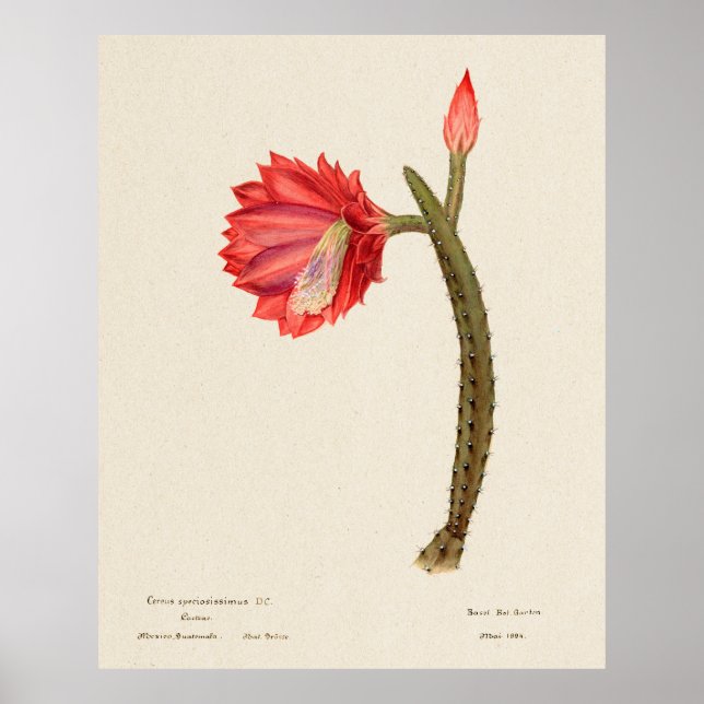 Affiche Cactus 4 (Devant)