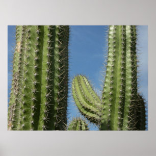 Affiche Cactus à baril I Photo de désert