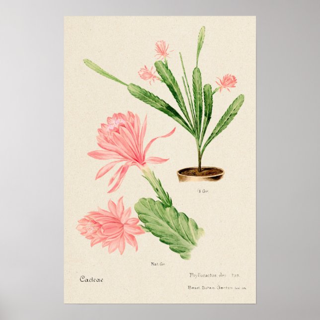 Affiche Cactus à fleurs roses Art botanique (Devant)