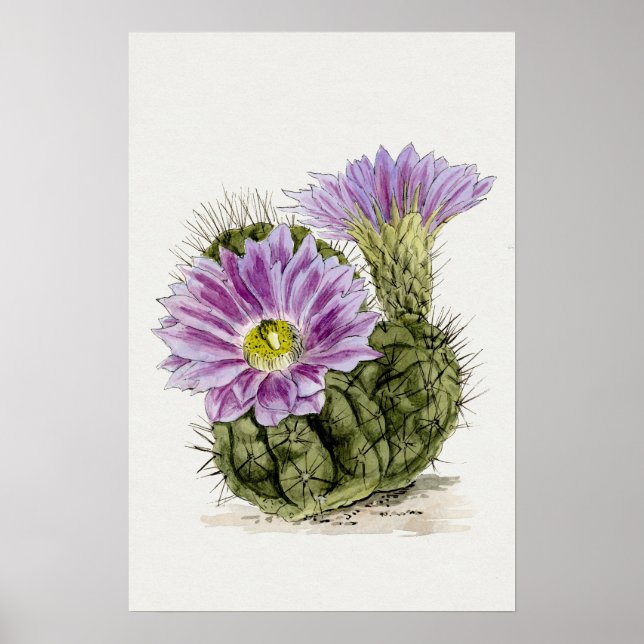 Affiche Cactus à fleurs violettes (Devant)