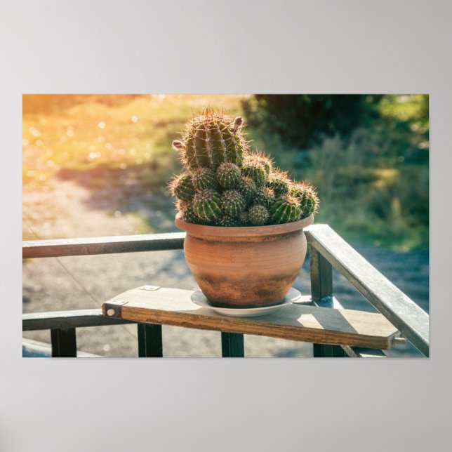 Affiche Cactus au soleil (Devant)