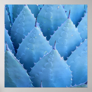 Affiche Cactus bleu