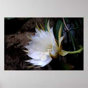 Affiche Cactus Bloom