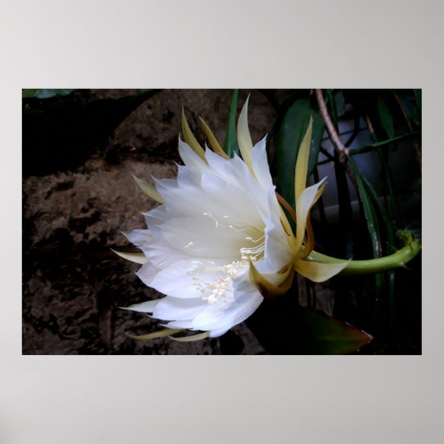 Affiche Cactus Bloom (Devant)