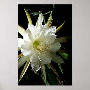 Affiche Cactus Bloom