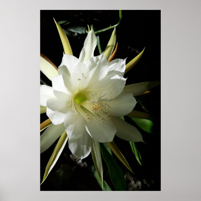 Affiche Cactus Bloom (Devant)