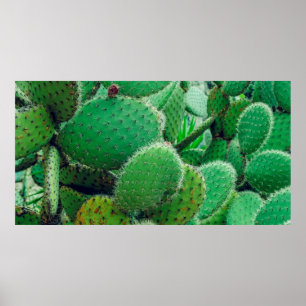 Affiche Cactus, cactus de poires épineuses, épines de cact