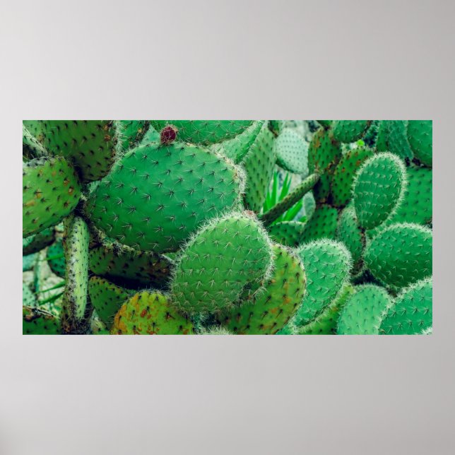 Affiche Cactus, cactus de poires épineuses, épines de cact (Devant)
