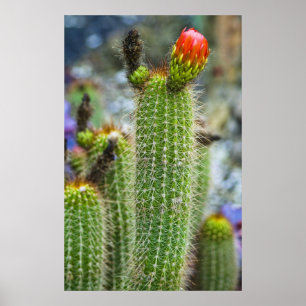 Affiche Cactus couleur