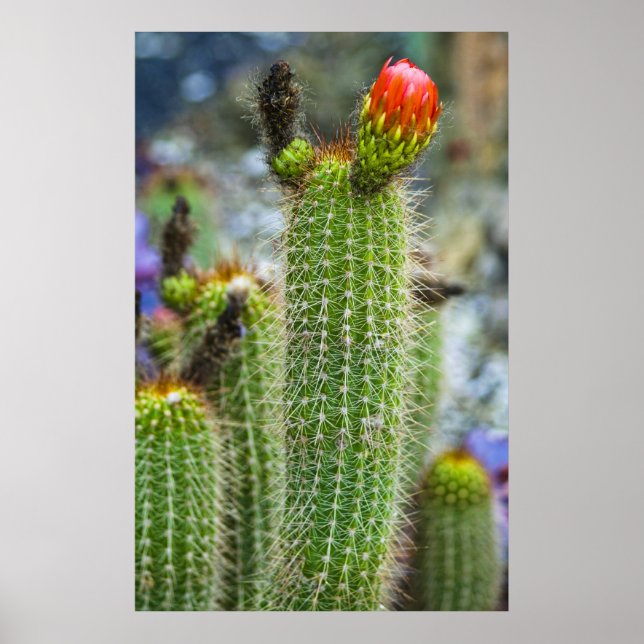 Affiche Cactus couleur (Devant)
